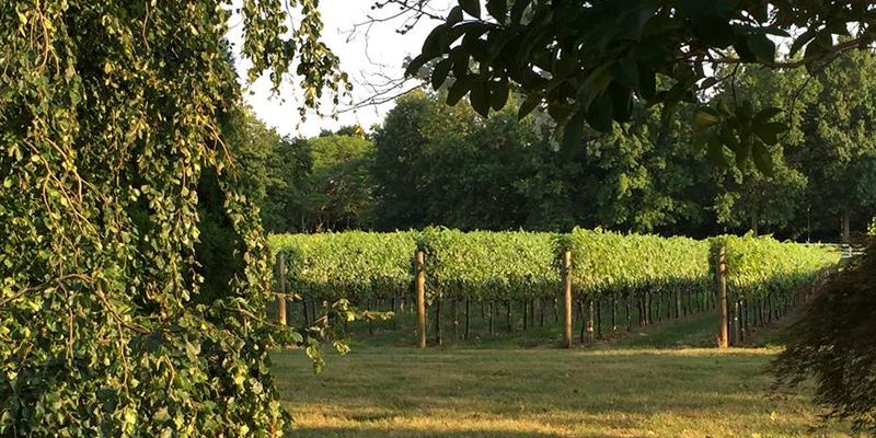 A scenic view of Fox Hollow Winery's vineyard in Holmdel, showcasing rows of grapevines under a clear sky.