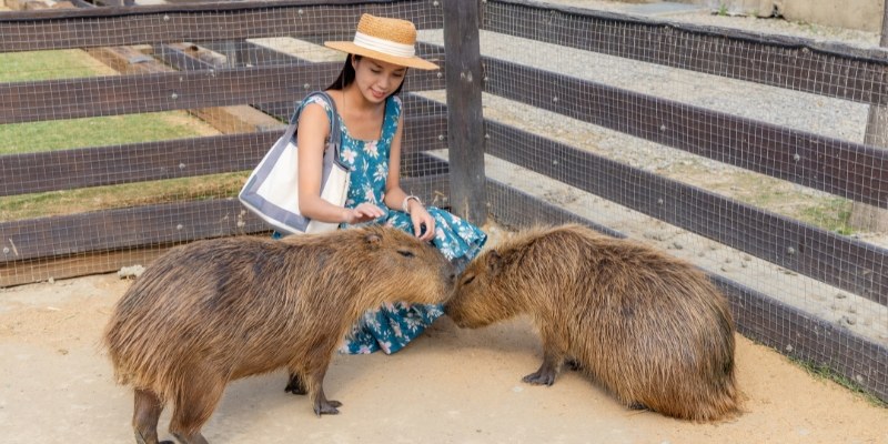 A woman gently pets two capybaras in their enclosure at Cape May Zoo, a popular attraction in Jersey Shore.