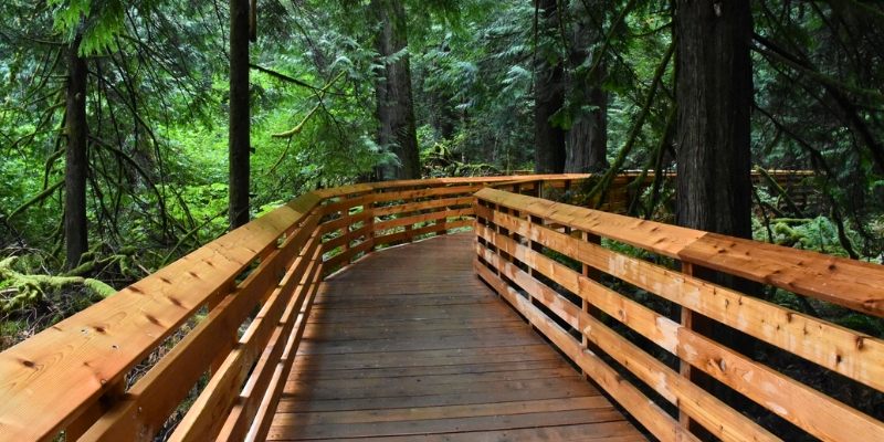 A wooden walkway meanders through a lush forest at Great Swamp National Wildlife Refuge in Jersey Shore.
