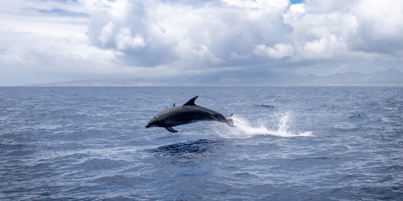 A dolphin soars above the water's surface, representing the joy of participating in whale and dolphin watching tours at Jersey Shore.