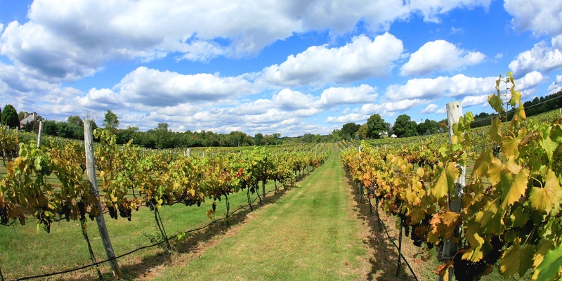 A scenic vineyard at Jersey Shore, featuring neatly arranged rows of grapevines under a clear blue sky.