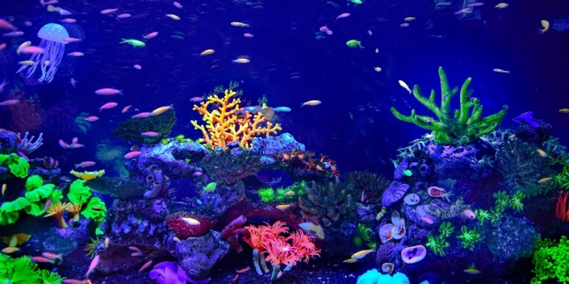 A vibrant aquarium filled with colorful fish swimming among coral, showcasing marine life at Jenkinson’s Boardwalk & Aquarium.