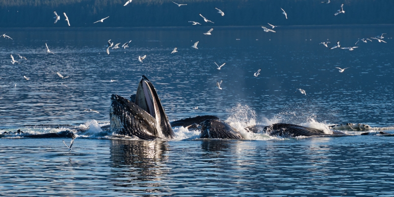 Humpback whales breaching in the Alaskan wilderness, showcasing nature's beauty during Seastreak Ferry whale watching tours.