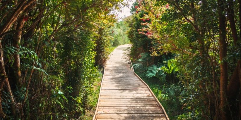 A wooden walkway meanders through a lush green forest at Cape May Point State Park, part of the Jersey Shore Hiking Trails.