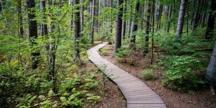 A wooden path winding through the lush greenery of Cattus Island County Park at the Jersey Shore.