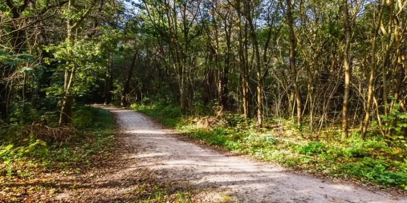 A tranquil dirt path in the woods of Hartshorne Woods Park, bordered by lush trees and grass, ideal for hiking.