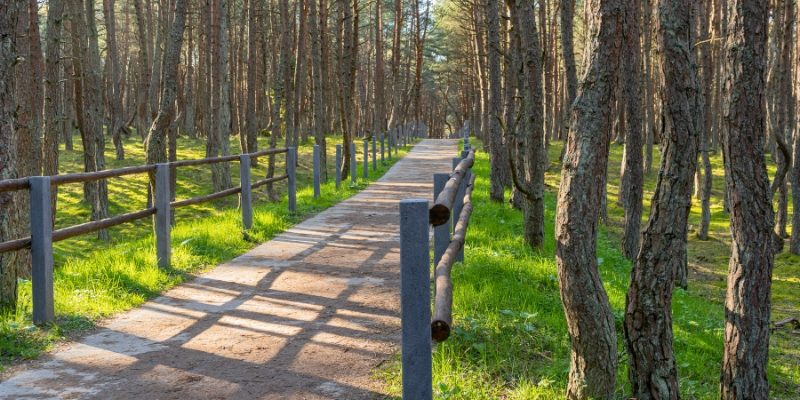 A wooded path with a fence, part of the Henry Hudson Trail at Jersey Shore, inviting for hiking and exploration.