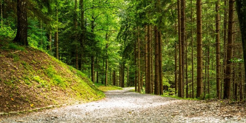 A dirt road winding through a lush forest at Wells Mills County Park, part of the Jersey Shore Hiking Trails.