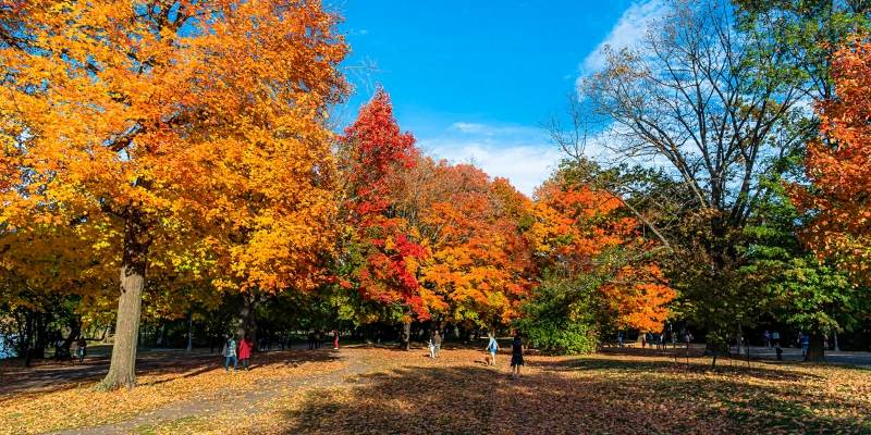 Vibrant autumn trees in a New Jersey park, showcasing a stunning array of colorful leaves during the fall season.