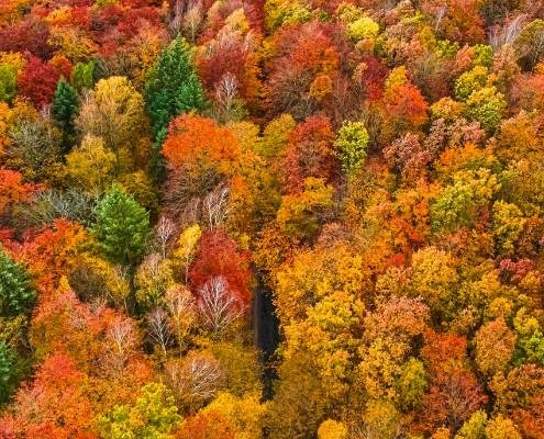 New Jersey Fall Foliage