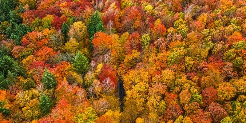 Aerial view of vibrant autumn trees showcasing New Jersey's fall foliage in a dense forest landscape.