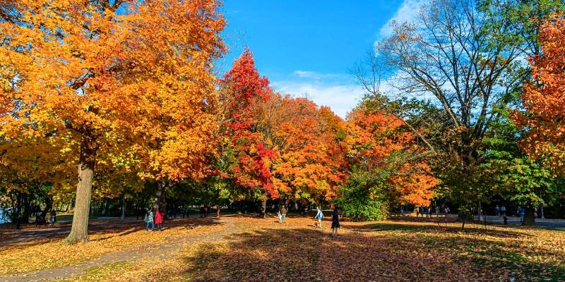 Vibrant autumn trees in a New Jersey park with people strolling among the colorful foliage.
