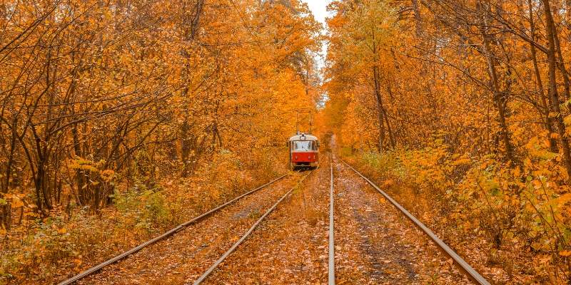 A train travels through vibrant fall foliage in New Jersey's woods, showcasing the beauty of autumn scenery.