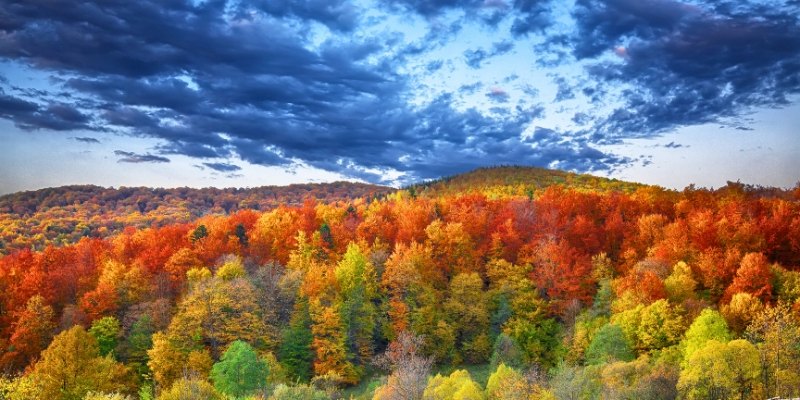 Colorful autumn trees in the mountains under a cloudy sky, capturing the essence of Jersey Shore in autumn.
