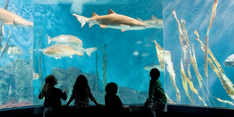 Four children gaze at an aquarium filled with sharks during an autumn visit to the Jersey Shore.